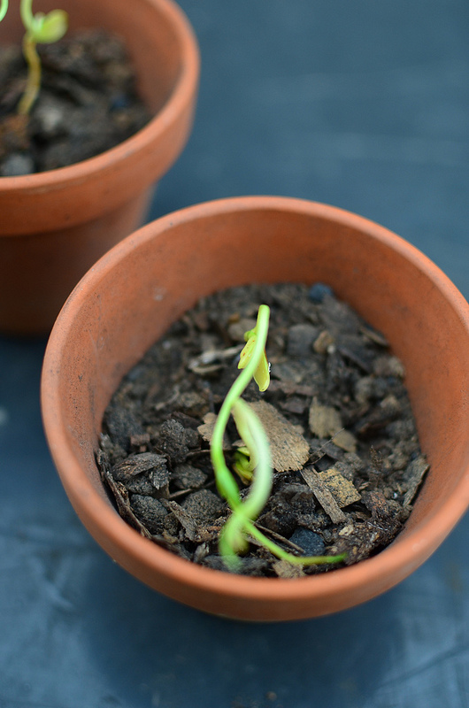 How To Grow Meyer Lemons From Seed Kitchen Butterfly