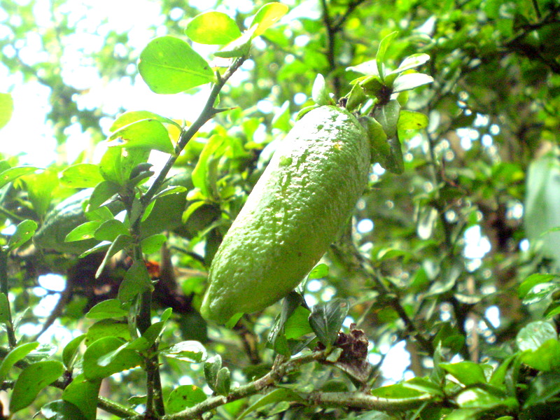 Finger Lime/ Wikipedia - User Zaareo