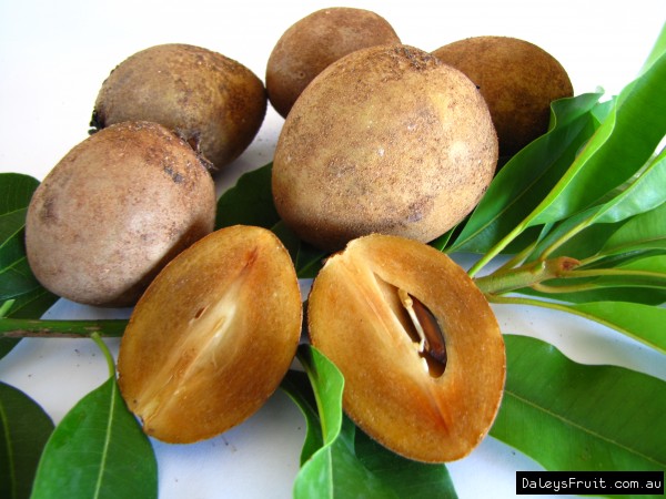 Sapodilla-Seedling-1648