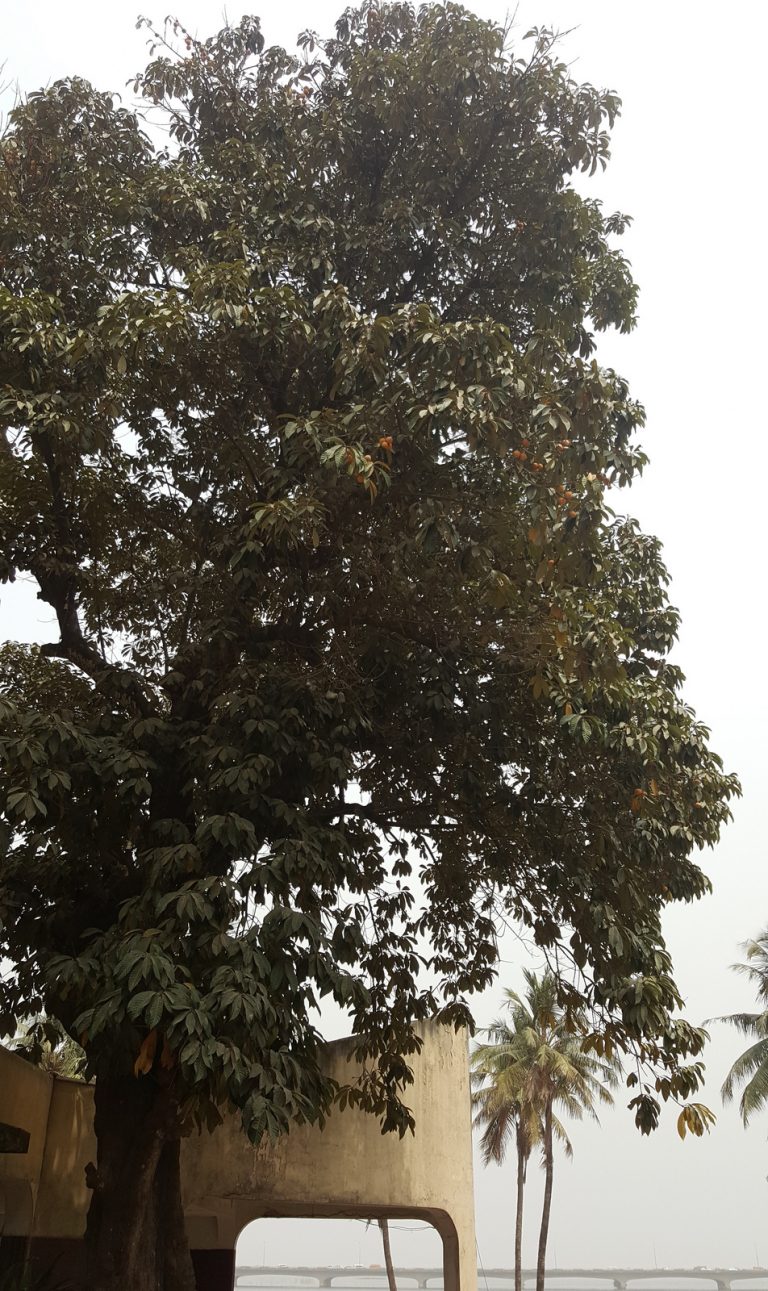 True or False: Thou Shalt Not Pluck Fruit from the Agbalumo/ Star Apple Tree?