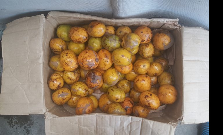 Version 1.2: Nigerian Seasonal Produce Calendar